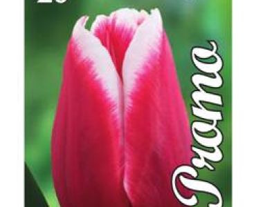 Лале Triumph red and white 1 оп (10 луковици)